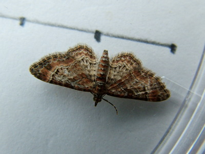 Double-striped Pug